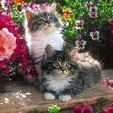 Схема вышивки «котята»