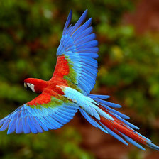 Схема вышивки «попугай»