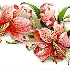 Схема вышивки «№578516»