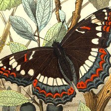 Схема вышивки «Бобочка»