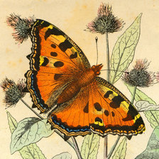 Схема вышивки «Бабочка»