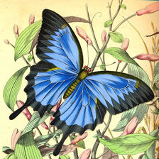 Схема вышивки «Бабочка»