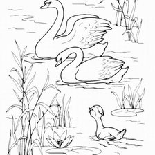 гадкий утенок