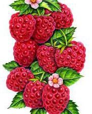 Схема вышивки «№578654»