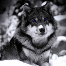 Схема вышивки «Волк»