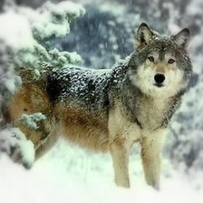 Схема вышивки «Волк»