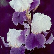 Схема вышивки «Ирисы»