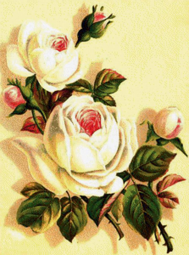 №578795 - розы - предпросмотр