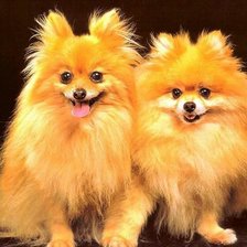 Схема вышивки «шпицы»