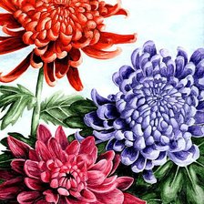 Схема вышивки «Хризантемы»