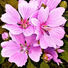 Схема вышивки «№578960»