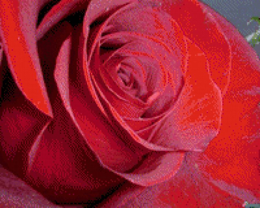 роз - предпросмотр