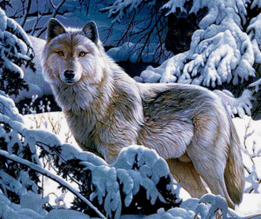 Волк - волки, пейзаж, зима, лес, животные - предпросмотр