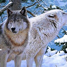 Схема вышивки «Волки»