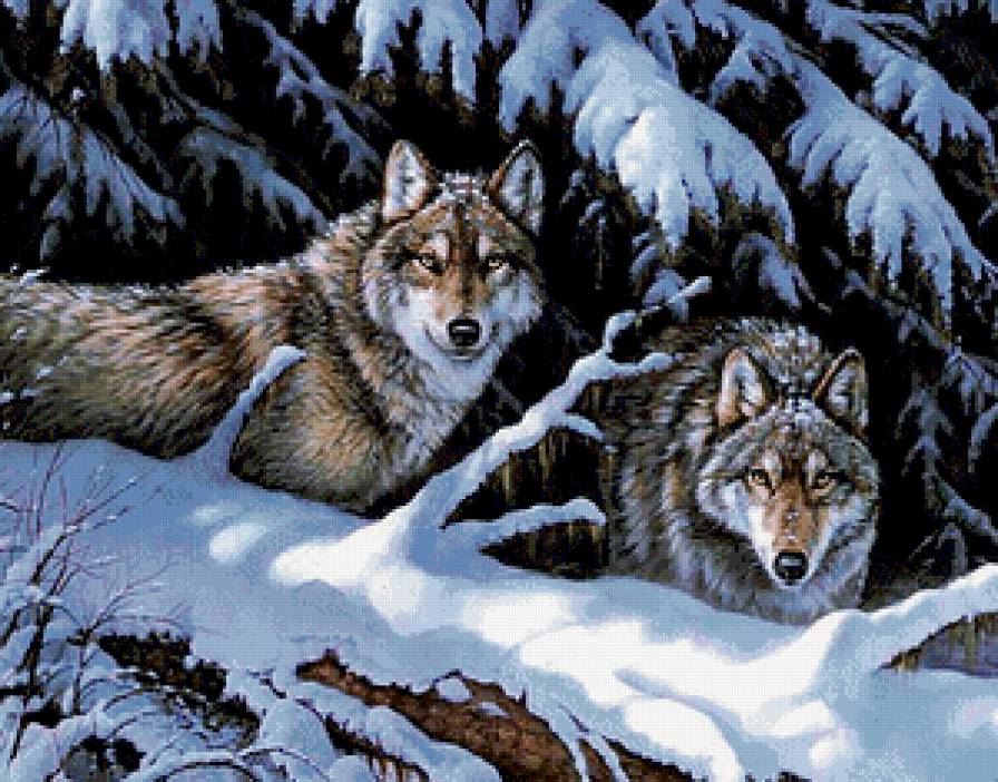 Волки - животные, пейзаж, волки, лес, зима - предпросмотр