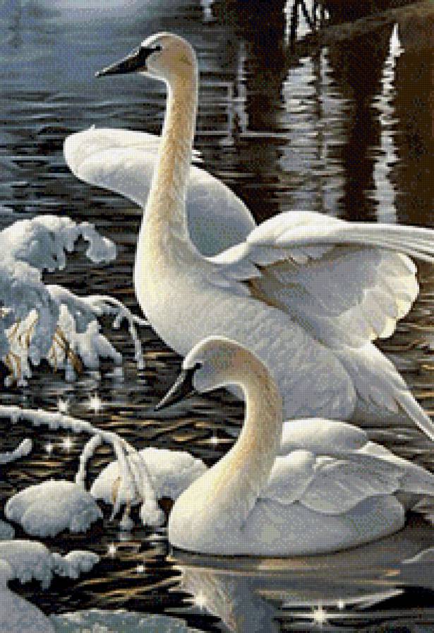 Лебеди - птицы, лебеди - предпросмотр