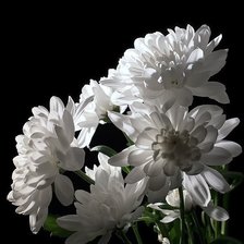 Схема вышивки «Белая хризантема»