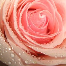 Схема вышивки «роза с кап»