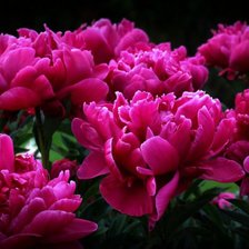 Схема вышивки «Пионы»