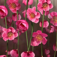 Схема вышивки «Цветы»