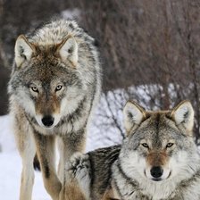 Схема вышивки «пара волков»