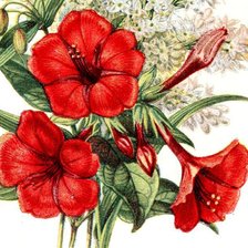 Схема вышивки «№579408»