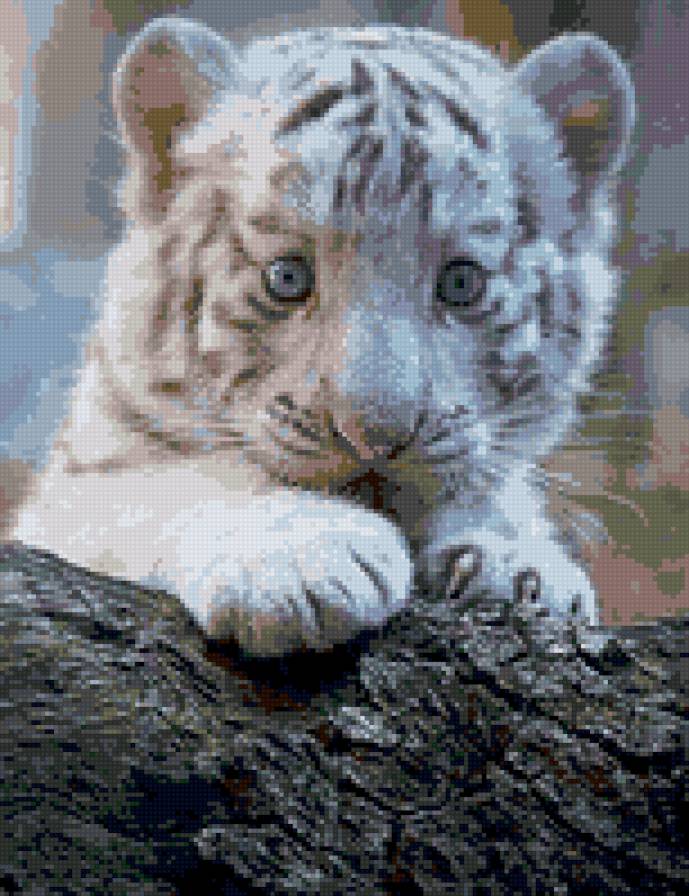 белый тигренок - животные, дикие кошки - предпросмотр