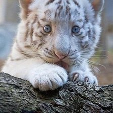 Схема вышивки «белый тигренок»