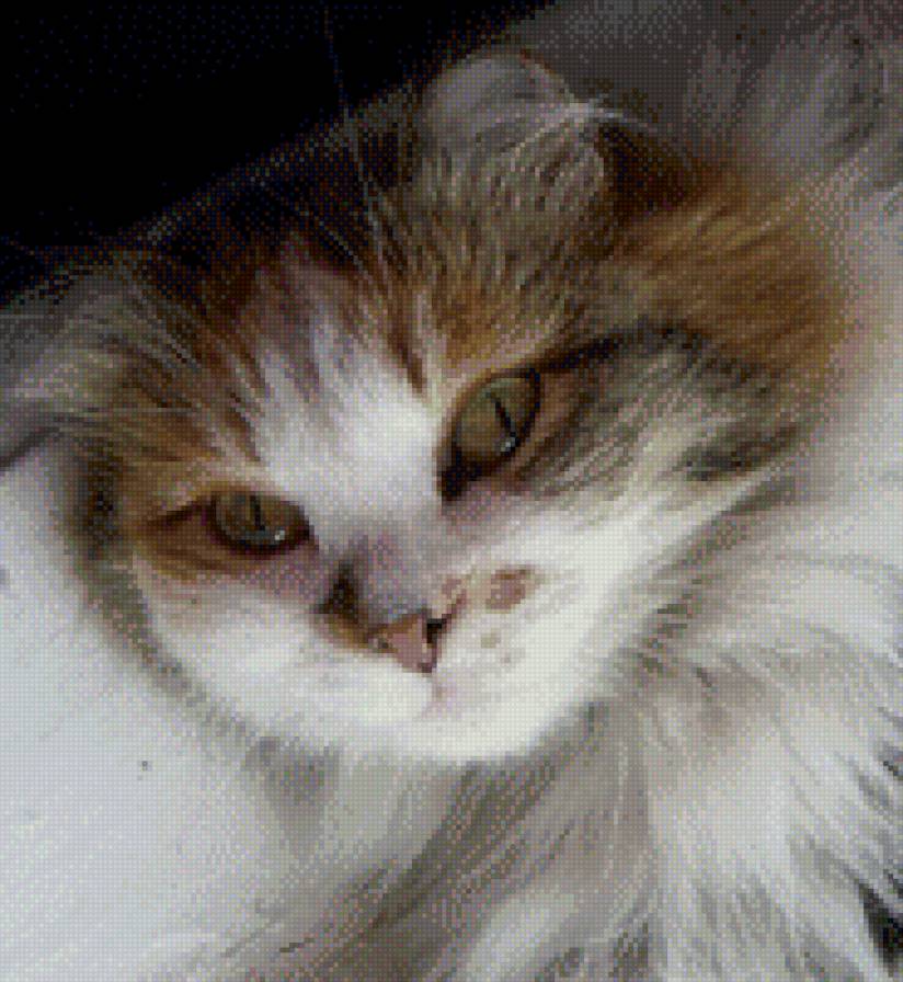 Катя - кошки - предпросмотр