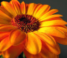 Схема вышивки «гербера»