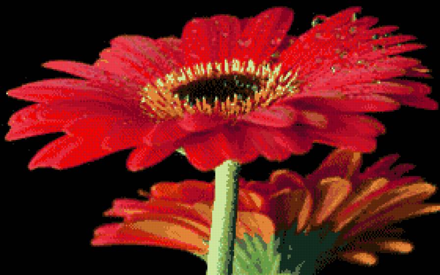 красная гербера - гербера, цветы - предпросмотр