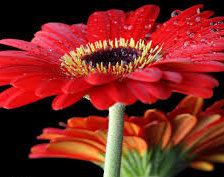 Схема вышивки «красная гербера»