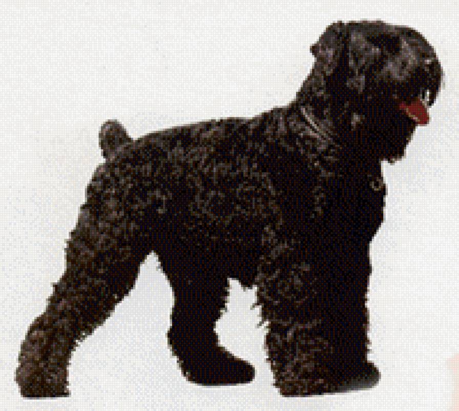 Черный терьер - предпросмотр