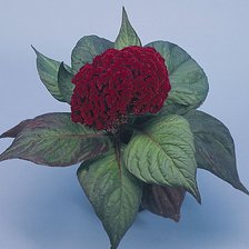 Схема вышивки «Целозия»