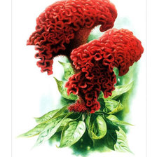 Схема вышивки «Целозия»