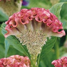 Схема вышивки «Целозия»