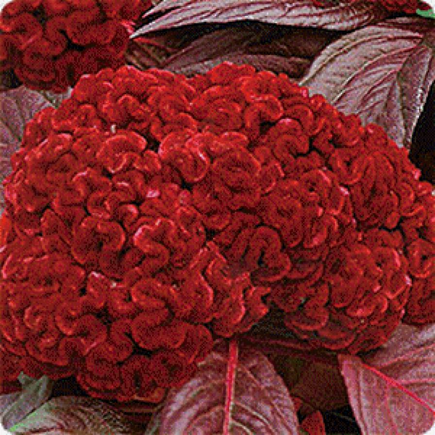 Целозия - цветы - предпросмотр