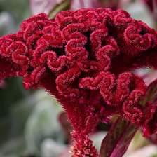 Схема вышивки «Целозия»