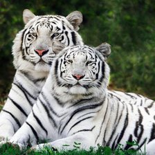 Схема вышивки «пара тигров»