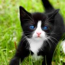 Схема вышивки «котя»