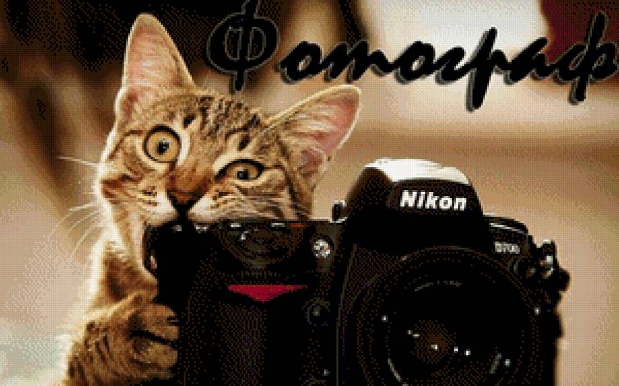 внимание снимаю - котики - предпросмотр