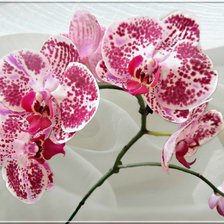 Схема вышивки «№580014»