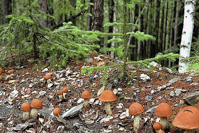 орхидеи - таня - оригинал