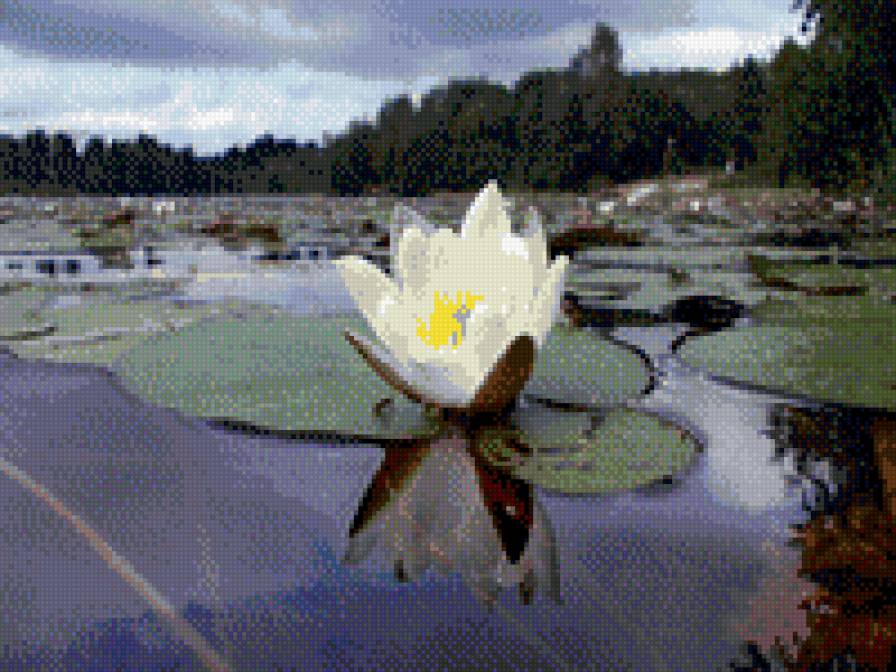 лотос - таня - предпросмотр