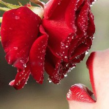 Схема вышивки «роза»