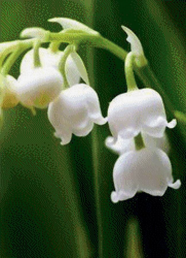 ландыши - природа, цветы - предпросмотр