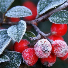 Схема вышивки «зимняя ягода»