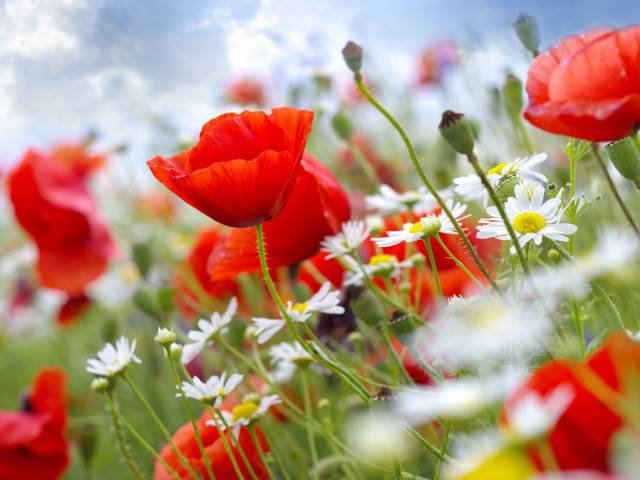 маки на ветру - оригинал