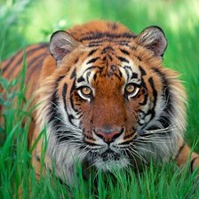 Схема вышивки «Тигр в траве»