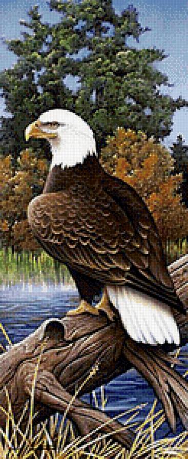 Орел - орел, птицы - предпросмотр